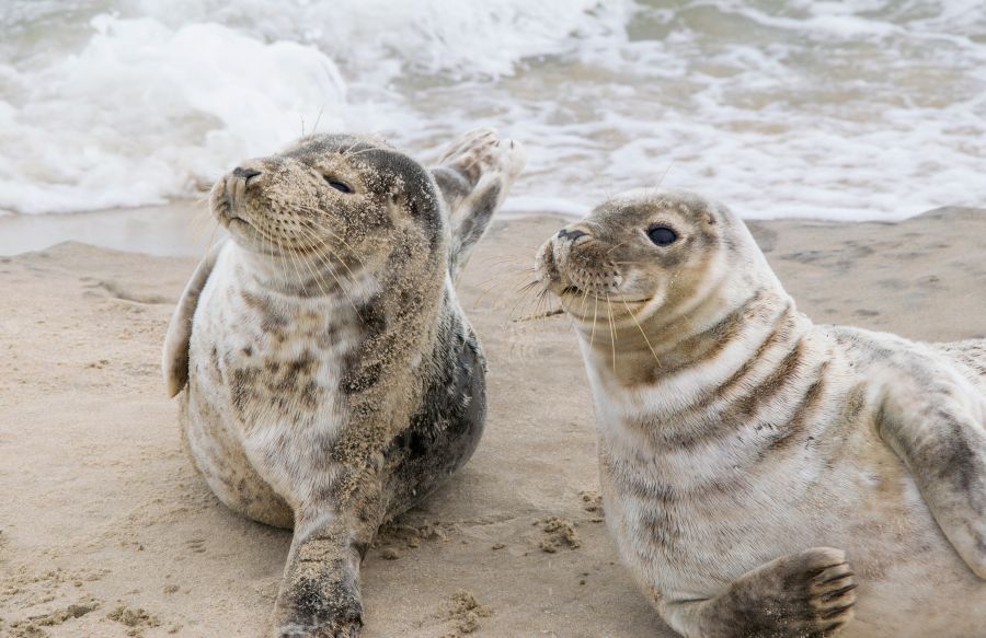 Seals  skagen,denmark,seal