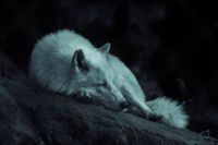 Wolf Wolf sleeping in the dark orlu,france,blue