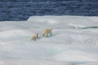 Fishing Marine Polar bear and two cubs on ice floe.  ice,sastrugi,weather