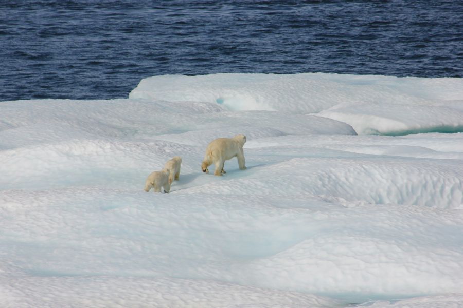 Fishing Marine Polar bear and two cubs on ice floe. ice,sastrugi,weather