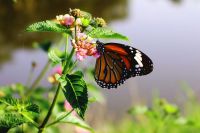 Biodiversity Threat As the gentle breeze rustles through the leaves of the flowering tree, a vibrant butterfly alights delicately on a nearby blossom. Its wings are a kaleidoscope of colors, ranging from vibrant oranges 