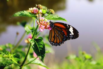 Biodiversity Threat As the gentle breeze rustles through the leaves of the flowering tree, a vibrant butterfly alights delicately on a nearby blossom. Its wings are a kaleidoscope of colors, ranging from vibrant oranges