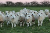 agroecology Grazing ewes on a winter cover crop sheep,farm,organic