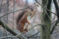 Hello there Squirrel greeting, seams to wave binningen,switzerland,schweiz
