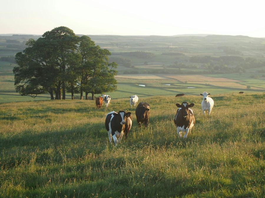Cattle farm A herd of cows walking towards the photographer in the scenic British countryside. 