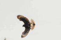 Birds Capture This was a one in a lifetime shot. Sometimes you just have to be lucky and click the button at the right time. wildpark poing,bird,eagle