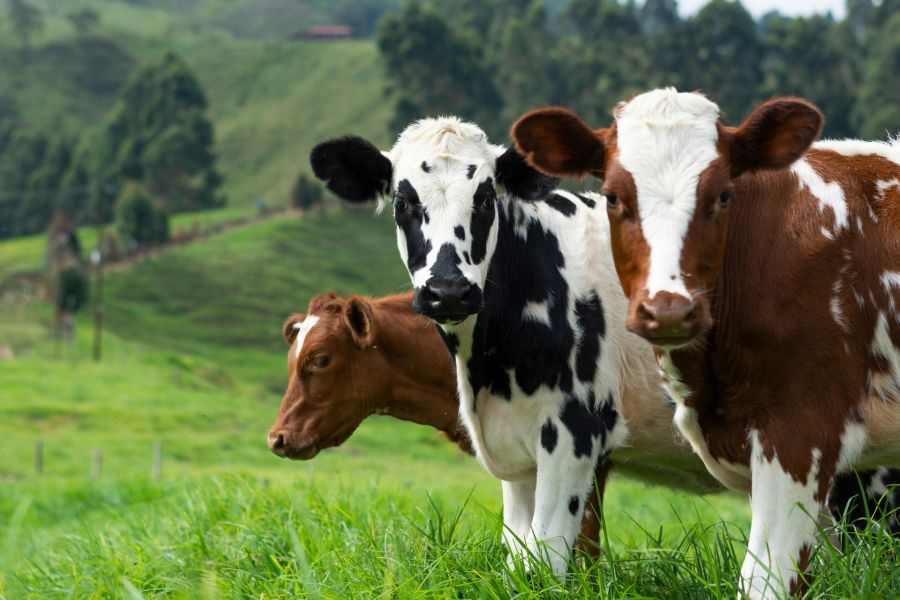 cattle cow, farm, milk