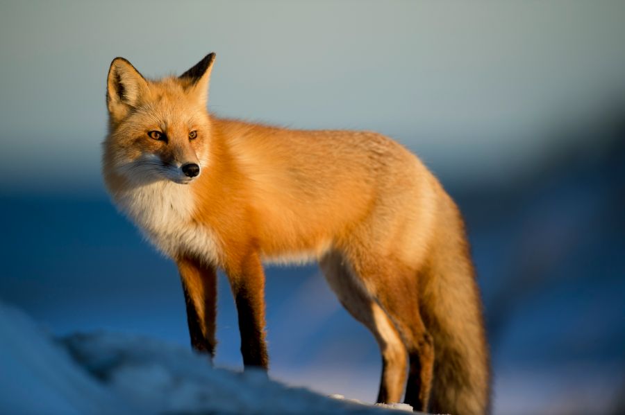 Fox wildlife Wildlife in Winter 