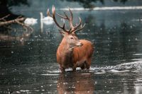 Deer swimming red deer stag in water 