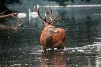 Deer swimming red deer stag in water 