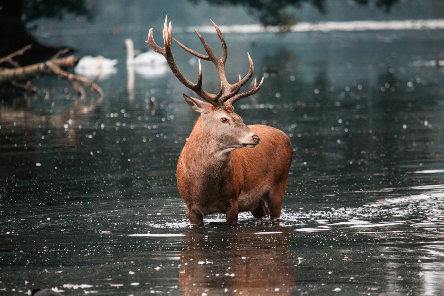 Deer swimming red deer stag in water 