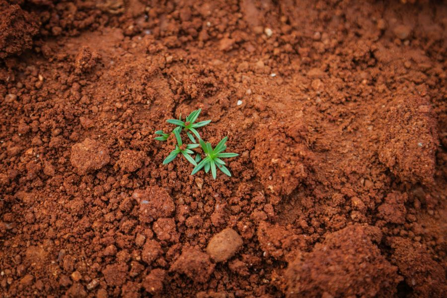 Soil When there is still hope 