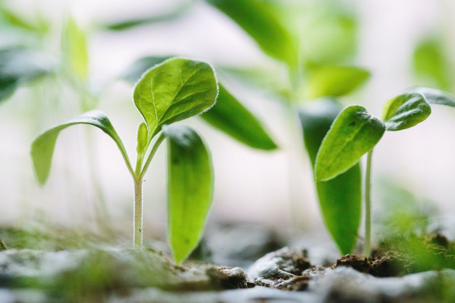 Urban agriculture health,holistic,wellness