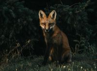 fox wildlife Fox Portrait 