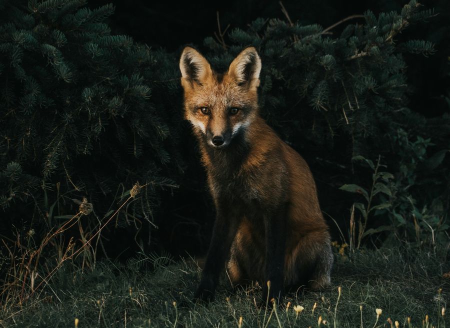 fox wildlife Fox Portrait 
