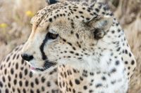 Cheetah Cheetah in close-up 