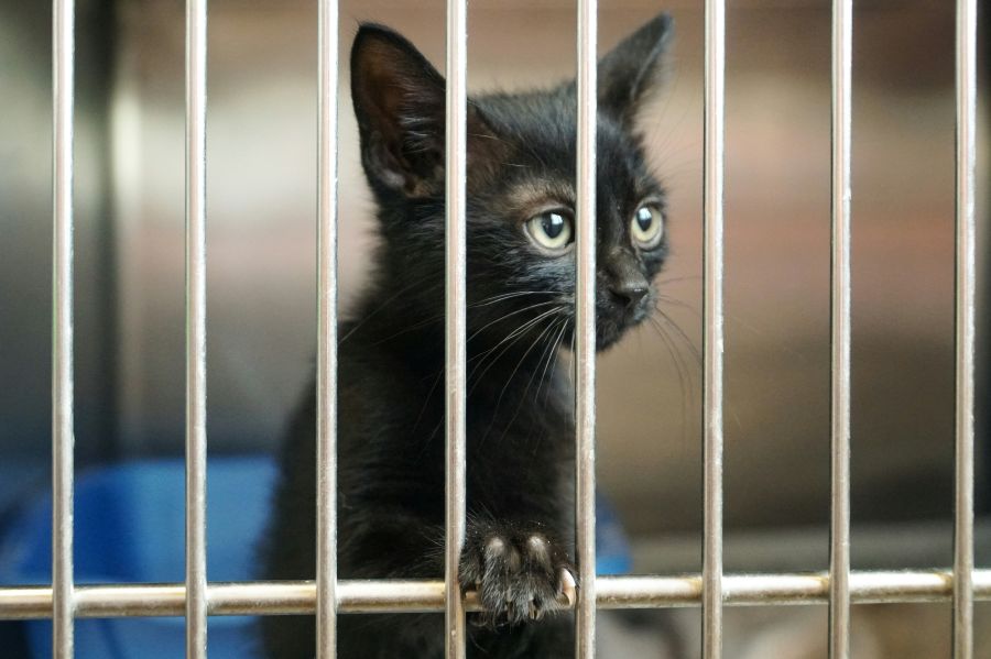 Pet Adoption Cute black baby kitten with big eyes and big ears looking through animal cage bars waiting to be adopted and rescued at the animal shelter 