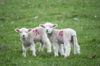 Animal welfare Lambs in a field animal,sheep,farm