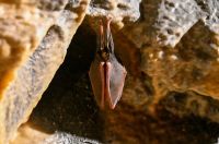 Bat cave  animal,bat,muercielago