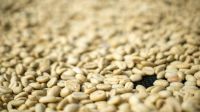 Energy powder Coffee grains that are being dried in the sun and ready to be roasted. drink,indonesia,beverage