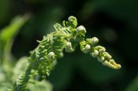 Yvan Sorel Close up of a fern unfurling in a field, Jersey, Channel Islands green,plant,travel