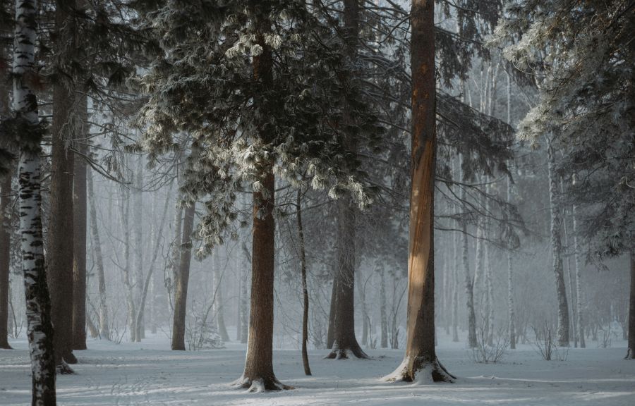 Weather Sunshine  weather,forest aesthetic,winter aesthetic