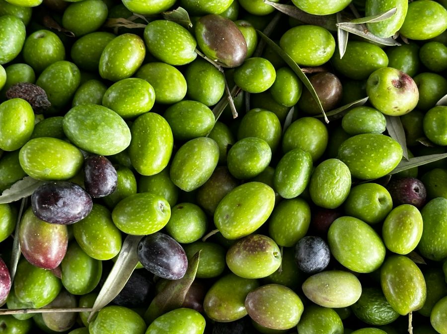 olive oil Olives ready for milling into oil, October ‘23, Malaga 