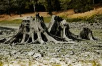 Heat wave  dead tree,dryness,dry lake