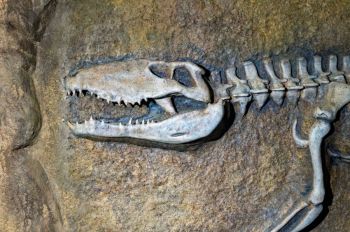 Mosasaur fossil Fossil cast of a tree climbing crocodile, Mekosuchus (a drop croc!?!). They grew up to 2m long. Replica of a fossil from the world heritage listed Riversleigh fossil site in NW Queensland, Australia.
