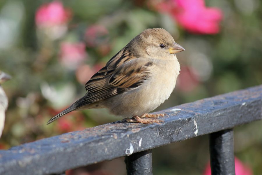 invasion birds A close-up of a female House Sparrow (invasive species.) new orleans,usa,la