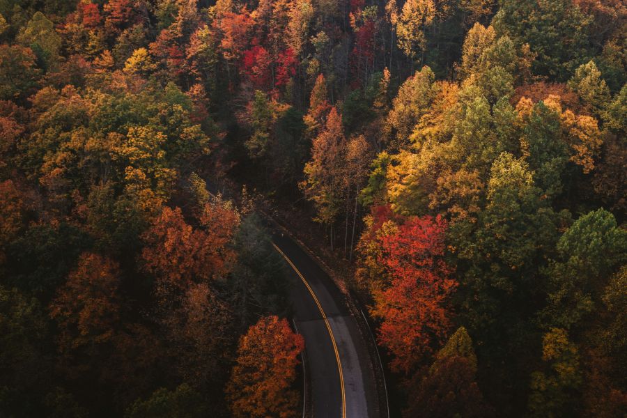 autumn