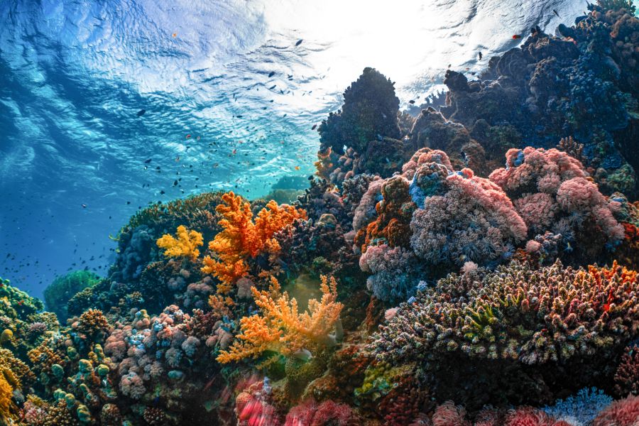 Marine life NEOM is home to 2,000 different marine species, 600 of which are native to the Red Sea and cannot be found anywhere else in the world. | Islands of NEOM- NEOM, Saudi Arabia 