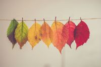 Transformation  fall,autumn,season