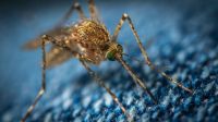 Mosquito  garden spider,spider,arachnid