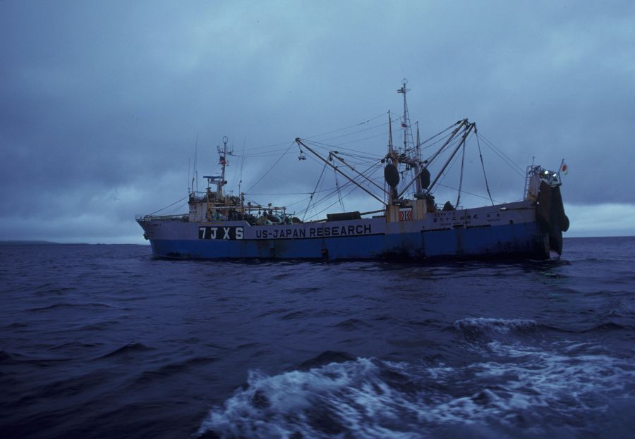 Stabbing s Japanese fisheries research vessel HATSUE MARU used in cooperative1980 study of groundfish in the eastern Bering Sea. research,environment,research station