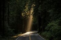 forest Beam of light on a forest road 