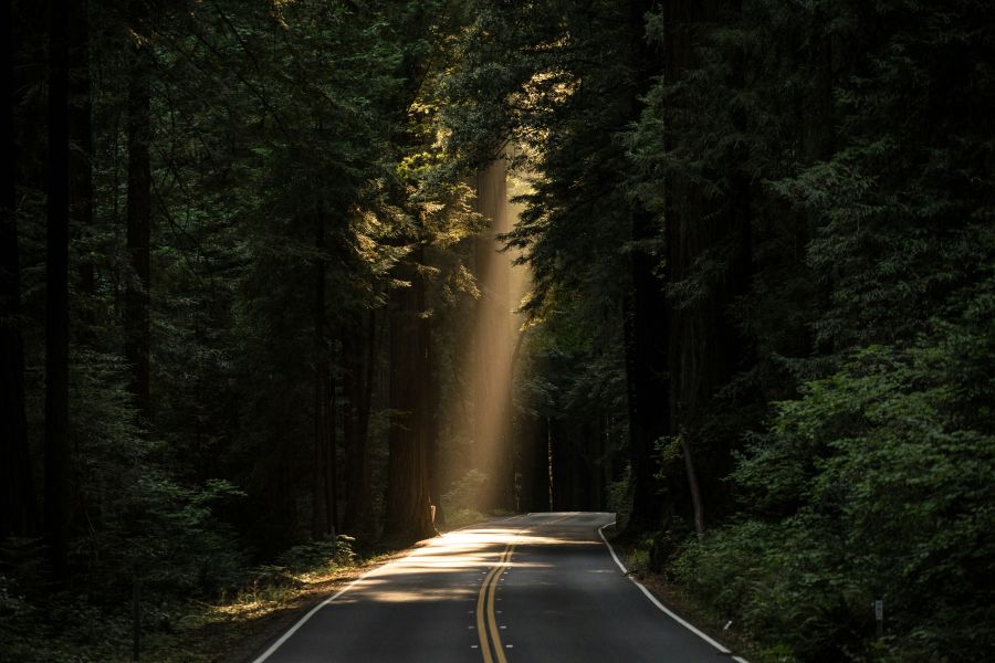 forest Beam of light on a forest road 