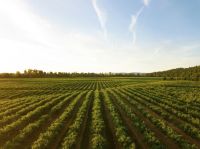 Agriculture This shot makes me thirsty! I love how this shot turned out. I was about 10 meters above the ground with my Mavic Pro. This is a small winery in the mid-Willamette Valley outside Salem, Oregon. This is one of the biggest wine-producing areas in the country and it makes for some wonderful evening drone flights.  wine,usa,oregon