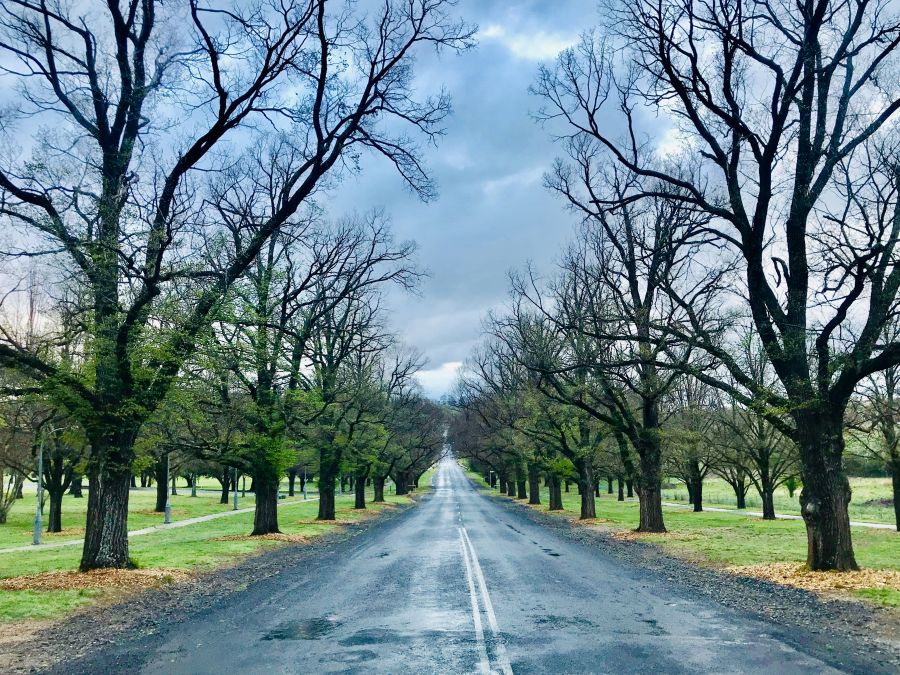 Une possibilité Wet day in spring.  Elm Avenue, University of New England UNE australia,road,university of new england