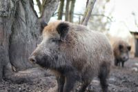 Wild boar  