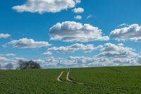 Sunny weather green fields on a sunny day in spring cloud,empty,hiking