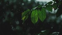 Rainy day  india,kerala,kannur