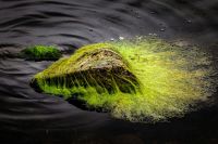 Green algae Green algae on Rock in River algae,green moss,green algae