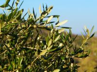 Mediterranean Olive branch, the symbol of Mediterraneans.  greece,bush,fruit