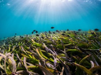 Seagrass  