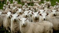 sheep herding Flock of Sheep Southland New Zealand 