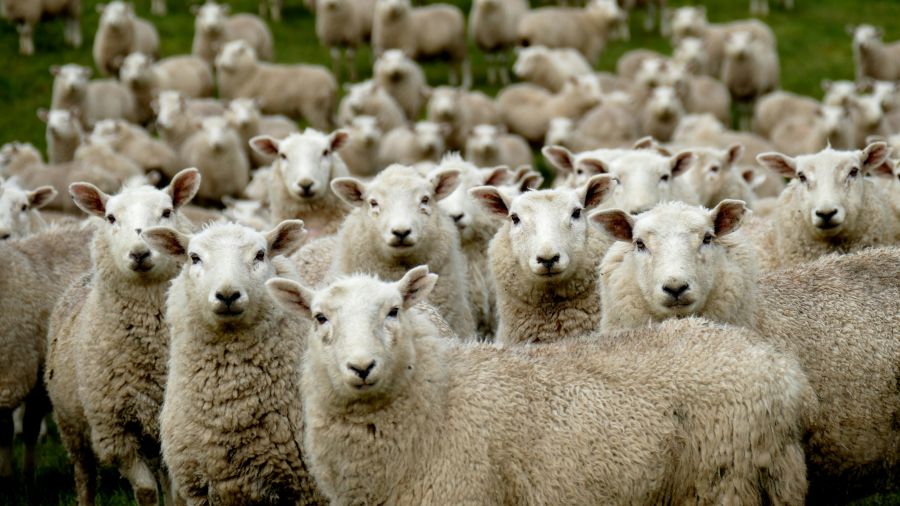 sheep herding Flock of Sheep Southland New Zealand 
