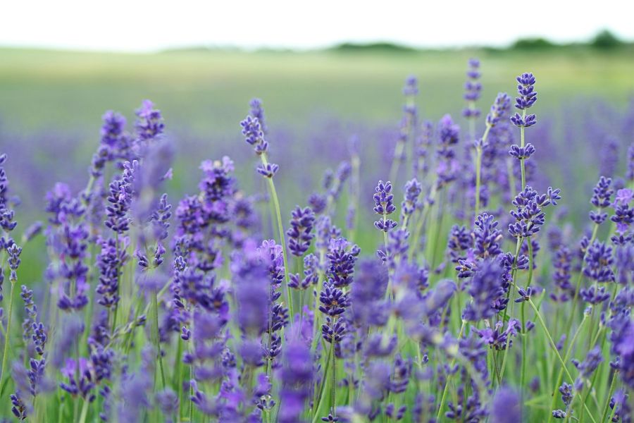 Lavender Lavender field 