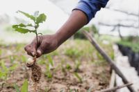 tree planting Fazenda Lagoa Seca, cultivo da macadamia es,são mateus,brasil