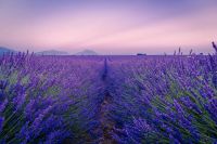 Provence A wonderful night in Provence france,flower,lavender